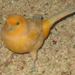 160px-Orange Finch 2