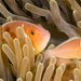 pink-anemone-fish-micronesia-1047760-ga