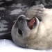 Weddell seal1 thumb