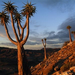 quiver-trees-south-africa-505183-ga