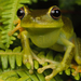 small-frog-fern-678364-ga