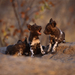 wild-dog-pups-botswana-522085-ga