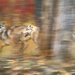 normal Gray Wolves on the Run