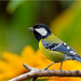 normal Green-backed Tit