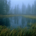 boreal-forest-arctic-circle-701234-ga