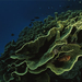 cabbage-coral-fiji-963688-ga