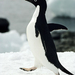 adelie-penguin