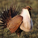 sage-grouse-271380-ga