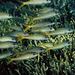 fish-and-coral-tuamotu-513704-ga