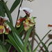 Őszi orchidea kiállítás 2008
