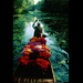 dal-lake-flowers-527145-lw