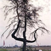 Chernobyl dying tree -- Germans used to hang partisans from its 