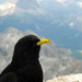 Pyrrhocorax graculus (Monte Cristallo)