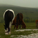 Zlatibor, lovak ködben, esőben