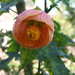 Abutilon striata Thompsonii