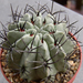 Pyrrhocactus paucicostatus