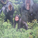 gorillagyerek