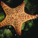 bahama sea star