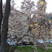 Liliomfa a Széchenyi téren