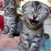 CatLaugh[1]