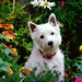 west-highland-terrier-02