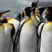 Antarctica 2010 with Cheesemans Ecology Safaris p
