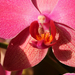Orchidea-1