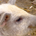 Mangalica malac