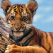 tigris tiger10