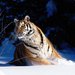 tigris tiger32