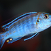 melanochromis joanjohnsonae2