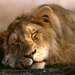 asian-lion-sleeping 452 990x742