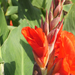 canna-2