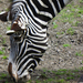 falatozoo zebra