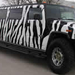 zebra-hummer