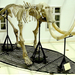 Megkövesült mamut-csontváz – 001a