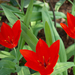 korai tulipánok