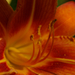 Lilium