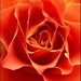 Bizsu rózsája
