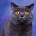 normal British Shorthair