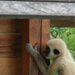 Fehér kezű gibbon (3)