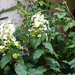 Hydrangea paniculata 'Tardiva'