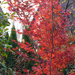 Acer palmatum 'Atropurpureum'