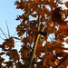 Acer platanoides 'Crimson King'