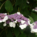 Hydrangea aspera