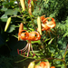 Lilium lancifolium