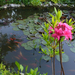 Azalea 'Homebush'