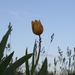 a tulipán