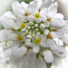 taatárka-virág