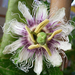 passiflora edulis virága